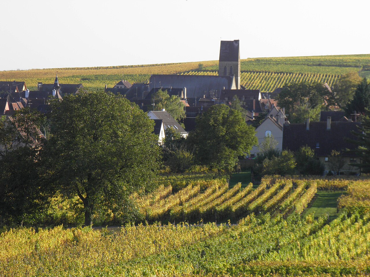 Vista dos vinhedos ao redor de Eguisheim, na Alsácia francesa, com a torre da igreja ao fundo