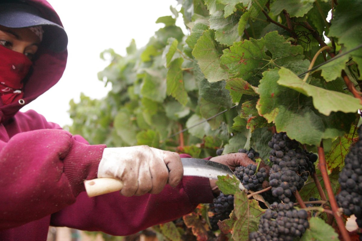 Colheita manual de uvas em um vinhedo europeu