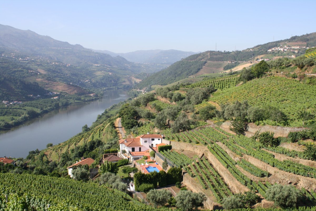 Vinhedos em socalcos no Vale do Douro, Portugal