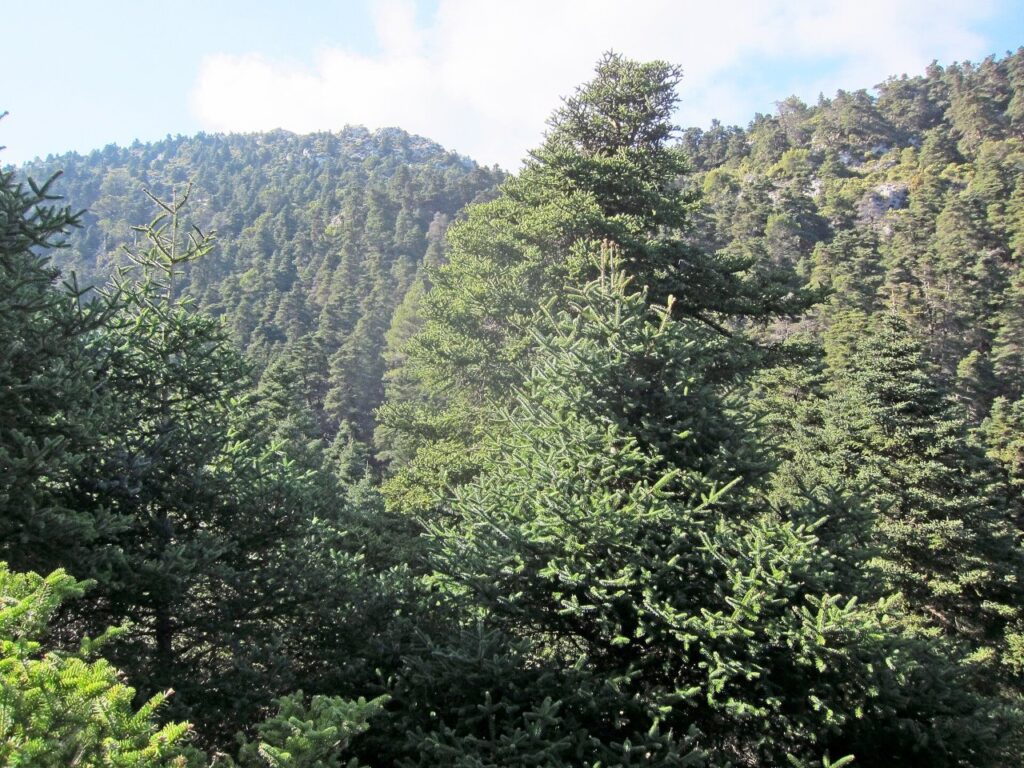 Bosque de pinsapos, abeto raro da Andaluzia, nas encostas do Parque Nacional Sierra de las Nieves, perto de Ronda