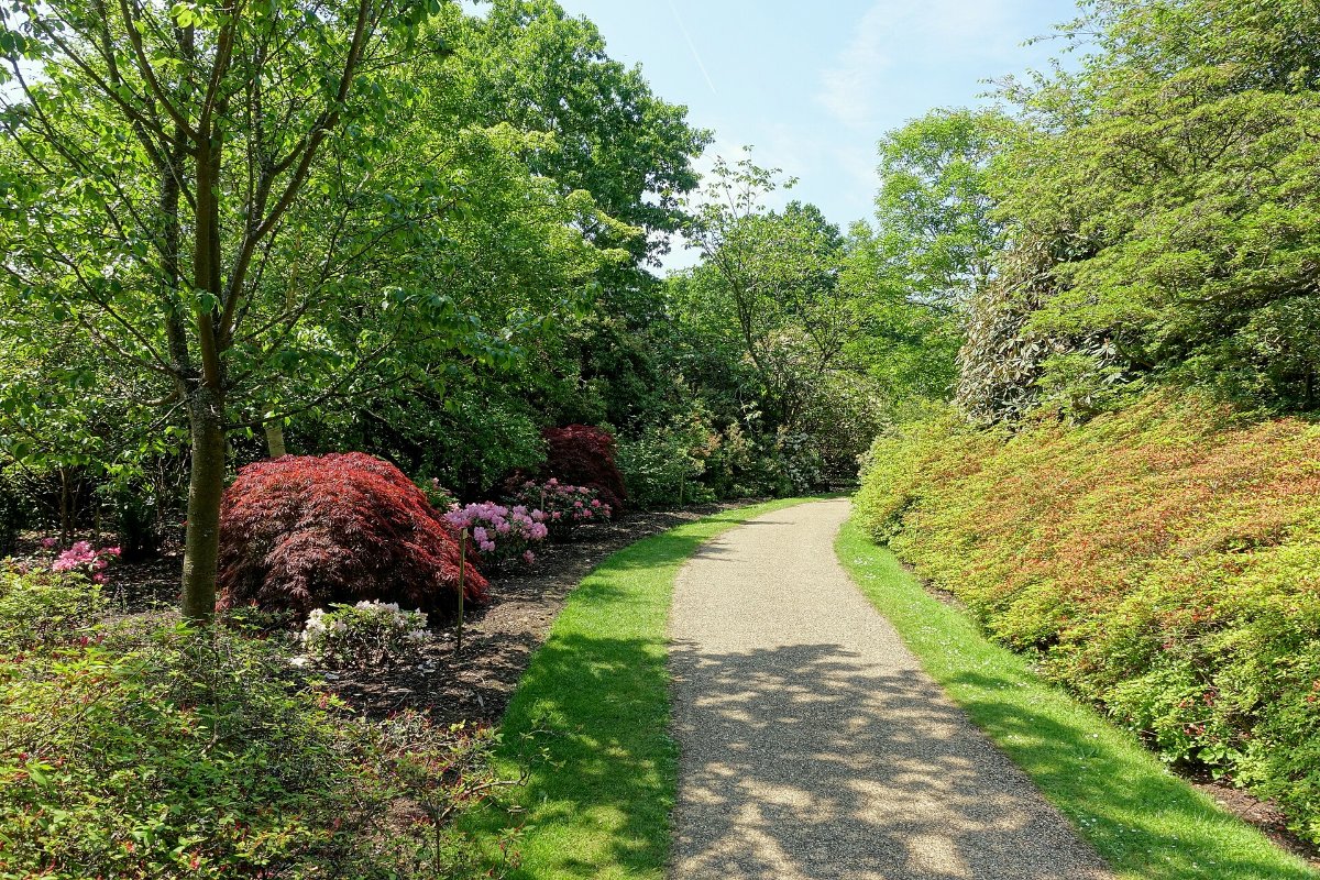 Caminho de cascalho entre azaleias e bordos vermelhos no Savill Garden, Windsor Great Park
