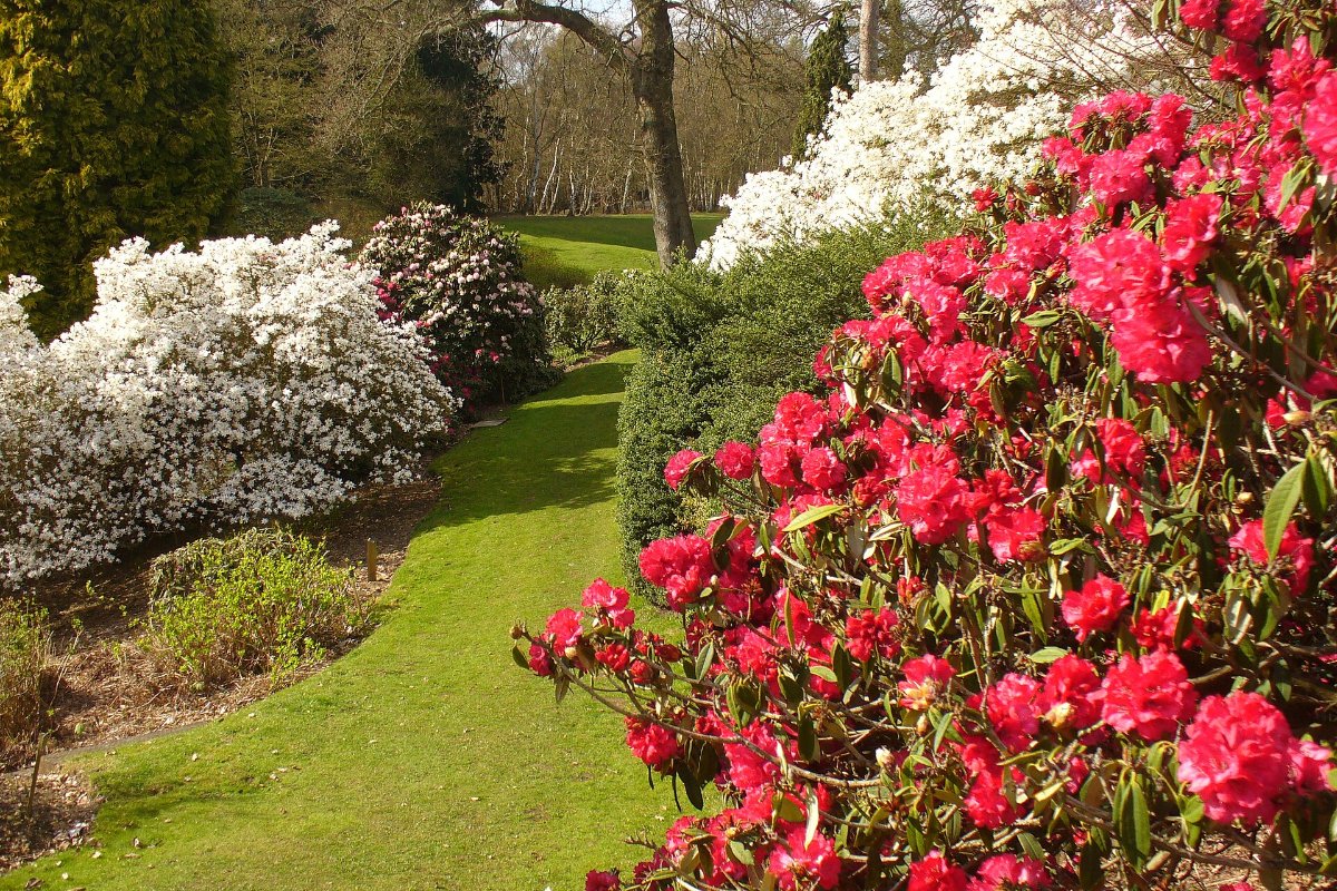 Rododendros floridos em rosa e branco ao longo de um gramado nos Valley Gardens, Windsor Great Park